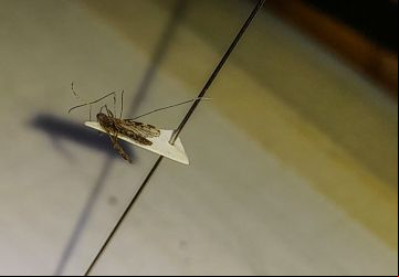 Técnicos pesquisam por mosquitos transmissores da malária em locais onde foi registrado caso da doença 