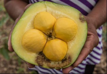 Pequi é uma das matérias-primas do Cerrado presentes na sociobiodiversidade