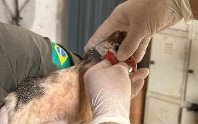 Agrodefesa reforça estado de alerta e ações de prevenção contra a gripe aviária em Goiás